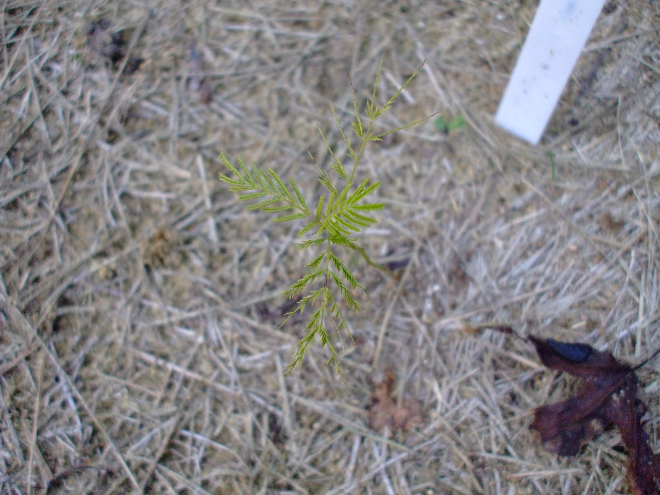 Desmanthus illinoensis